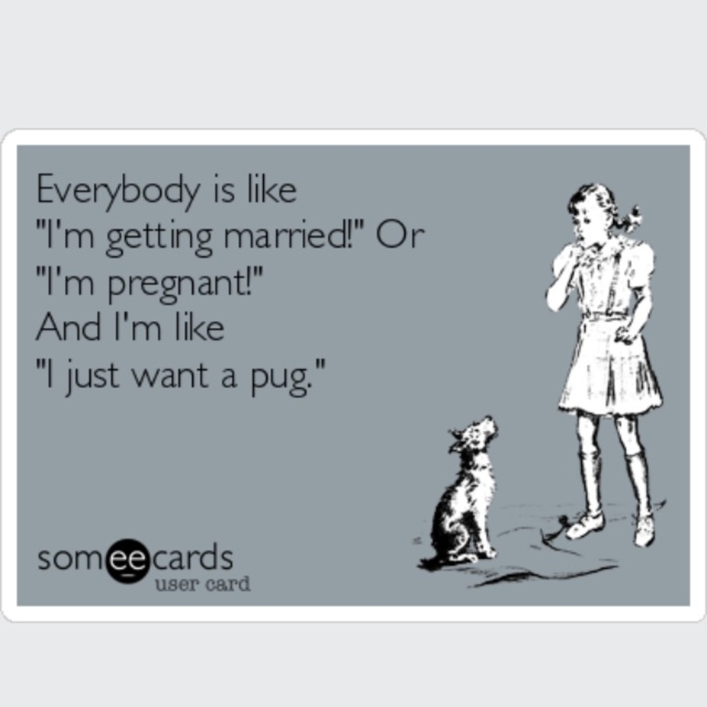 Pugs for the Kitchen - Picture 7 of 7